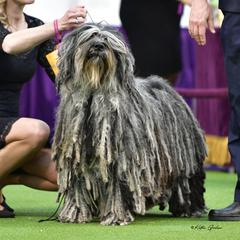 Faggia - Bergamasco Sheepdog