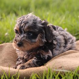 Ollie - Merle male Whoodle puppy in West Bend, Iowa from Blue Skies Terriers