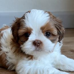 Shih Tzu Puppies from Shih Tzu snuggles