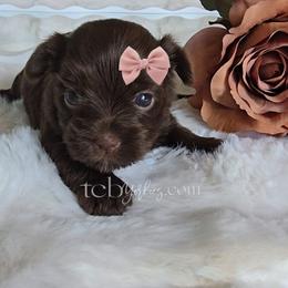 Linden - Liver female Yorkshire Terrier puppy in Greenwood County, South Carolina from TCB Yorkies