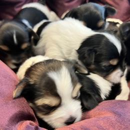Yorkshire Terrier Puppies from Randy Smith