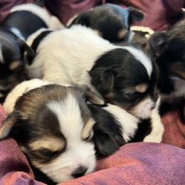 Yorkshire Terrier Puppies from Randy Smith