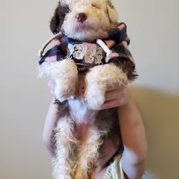 Pomeranian and Sheepadoodle Puppies from Fluffy Wonders Poms and Doodles
