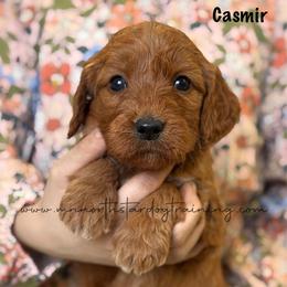 Casmir - Red  male Goldendoodle puppy in Lancaster, Minnesota from North Star Dog Training