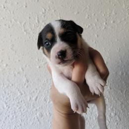 Even tri face - Tri-colored female Parson Russell Terrier puppy in Phelan, California from Elite Parson Russells