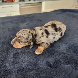 Silkywirehaired Prince - Dapple male Dachshund puppy in Torrance, California from Lucky Dachshunds