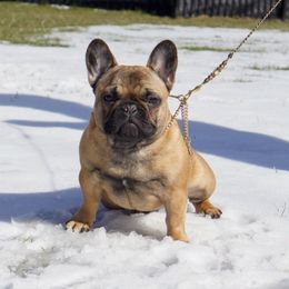 French Bulldog Puppies from Clay Bulldogs