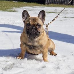 French Bulldog Puppies from Clay Bulldogs