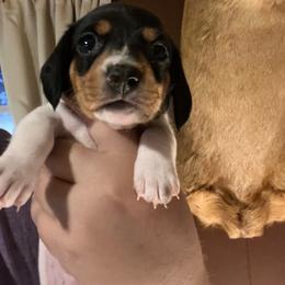 Ticked Boy - Piebald male Dachshund puppy in Moundville, Missouri from Edgewood Acres Miniature Longhair Dachshunds
