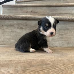 Lyra - Black and tan female Pembroke Welsh Corgi puppy in Phelan, California from Desert Sunset Pembroke Welsh Corgis