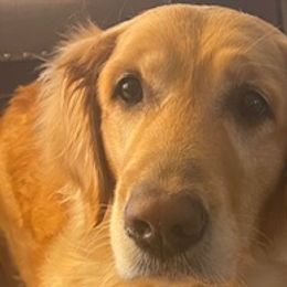 Golden Retrievers from Golden Acres