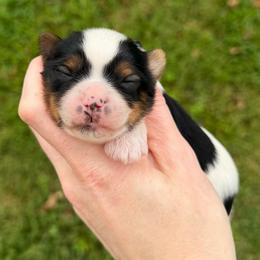 Little Ollie AKC - Parti male Yorkshire Terrier puppy in Hope, Indiana from DJ Yorkies