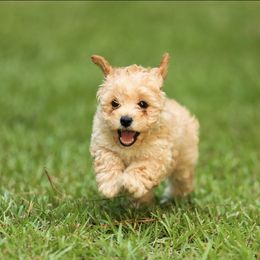 Poodle Puppies from Emerald Mini Poodles