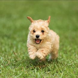 Poodle Puppies from Emerald Mini Poodles