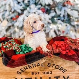 Poodle Puppies from LeBaron Standard Poodles