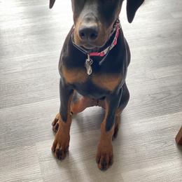 Doberman Pinscher Puppies from Jensen Dobermans