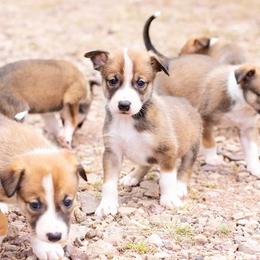 McNab Puppies from Vanir McNab Shepherds