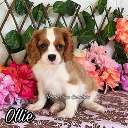 Ollie - Blenheim male Cavalier King Charles Spaniel puppy in Hollywood, Florida from World Class Cavaliers