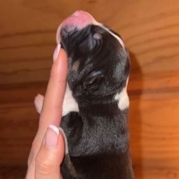 Black tri female 1 - Black tri-color Australian Shepherd puppy in Sylmar, California from Sabrina's Australian Shepherds