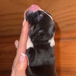 Black tri female 1 - Black tri-color Australian Shepherd puppy in Sylmar, California from Sabrina's Australian Shepherds
