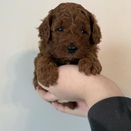Bright pink - Red  female Goldendoodle puppy in Meridian, Idaho from Goldendoodle of Idaho