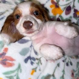 Ollie Jr AKC - Piebald male Dachshund puppy in Magnolia, Texas from J&R Macias Dachshunds