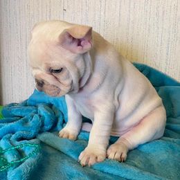 French Bulldog Puppies from Texas Star Frenchies