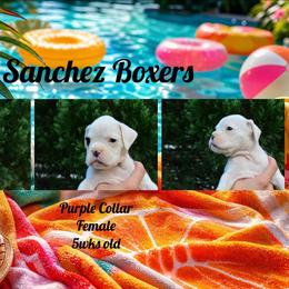 Purple - White female Boxer puppy in Spring, Texas from Sanchez Boxers