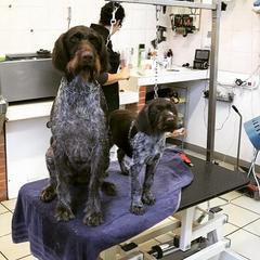 German Wirehaired Pointer Puppies from Ca’ Rigada Deutsch Drahthaar