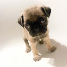 Moose (green) - Fawn male Pug puppy in Hereford, Arizona from Broken Road Ranch Pugs