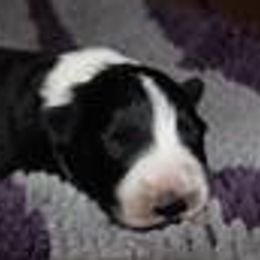 Border Collies from Willowbrook Border Collies