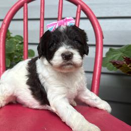 Mama Mia - Parti female Labradoodle puppy in Camden, North Carolina from Oopsie Doodles of NC
