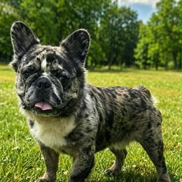 Mcfluffin - French Bulldog