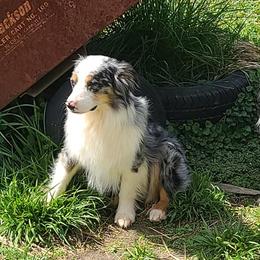 Miniature Australian Shepherds and Toy Australian Shepherds from Just a Spot of Colors Little Aussies