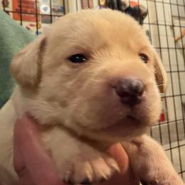 Black Collar - Yellow male Labrador Retriever puppy in Kimbolton, Ohio from Blue Clay Kennels, LLC.