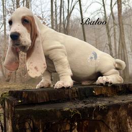 Baloo - Red and white male Basset Hound puppy in Dingess, West Virginia from Tuckers' Howling Hounds