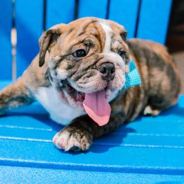 Bulldog Puppies from CARRIE FARRELL