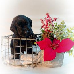 Steve - Black male Labrador Retriever puppy in Isle, Minnesota from Dog Ear Outfitters