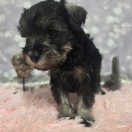 Skadi - Black and silver female Miniature Schnauzer puppy in Neosho, Missouri from Star Light Pups