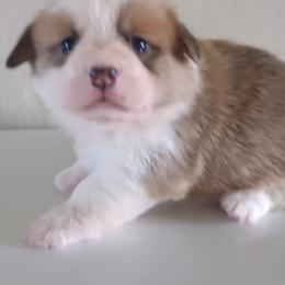 Pembroke Welsh Corgis from Weaver Corgis