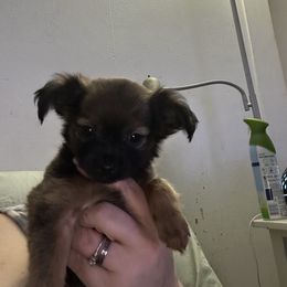 Chihuahua and Poodle Puppies from Garrett’s Chihuahuas and Poodles