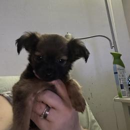 Chihuahua and Poodle Puppies from Garrett’s Chihuahuas and Poodles