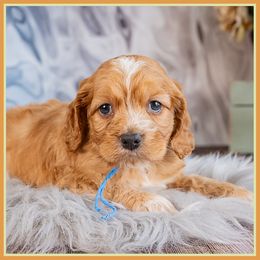 Fred - Red and white male Cockapoo puppy in Connersville, Indiana from Deaz Doodle Ranch