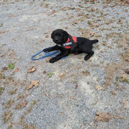 Labrador Retriever Puppies from Suebel Labradors South