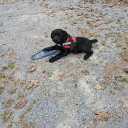 Labrador Retriever Puppies from Suebel Labradors South