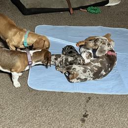 Dachshund Puppies from The Weenie Herd Mom