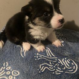Dotty - White and black female Pembroke Welsh Corgi puppy in Beulaville, North Carolina from Windy Acres Pembroke Welsh