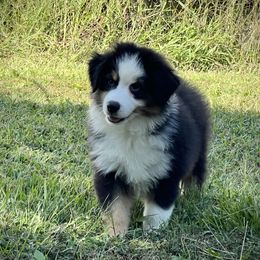 Creed - Black tri male Miniature American Shepherd puppy in Clinton, Missouri from Mockingbirds American Minis