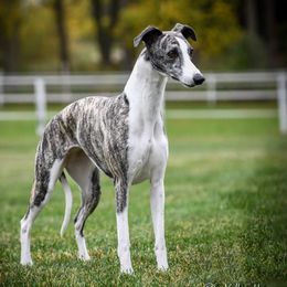 Gabby - Whippet