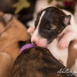Silken Windhound Puppies from Amethyst Silken Windhounds